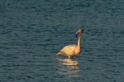 Flamenc ( Phoenicopterus ruber)