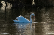 Cigne mut ( Cygnus olor )