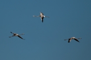 Flamenc (Phoenicopterus ruber)