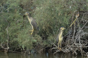 Martinet de nit (Nycticorax nycticorax)