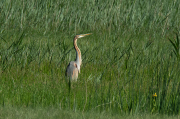 Agró roig ( Ardea purpurea )