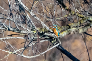 Blauet ( Alcedo atthis )