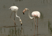 Flamenc ( Phoenicopterus ruber)