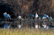 Flamenc ( Phoenicopterus ruber )