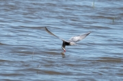 Fumarell carablanc (Chlydonias hybridus)