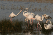 Flamenc ( Phoenicopterus ruber)