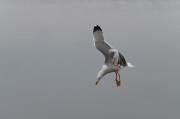 Gavià argentat ( Larus michahellis )