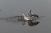 Gavià argentat ( Larus michahellis )