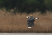 Fredeluga (Vanellus vanellus)