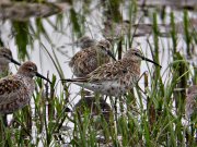 Territs Bec-Llarg (Calidris Ferruginea)