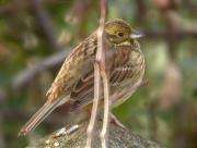 Gratapalles (Emberiza cirlus)