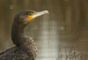 Corbs Marins Grossos (Phalacrocorax carbo) 3/3