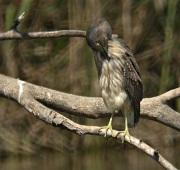 Martinet de nit (Nycticorax nycticorax)