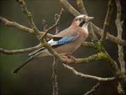 Gaig (Garrulus grandarius)