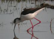 Cames llargues (Himantopus himantopus)