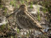 Becadell comú (Gallinago gallinago)