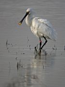 Bec-Planer (Platalea leucorodia)