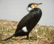 Corb marí gros (Phalacrocorax carbo) 2/2