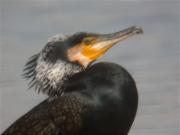 Corb marí gros (Phalacrocorax carbo) 1/2