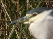 Martinet de nit (Nycticorax nycticorax)