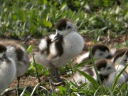 Ànec Blanc (Tadorna tadorna)