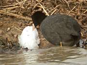 Fotja vulgar (Fulica atra)