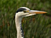 Bernat Pescaire (Ardea cinerea)