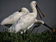 Bec Planers (Platalea leucorodia)