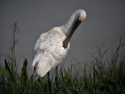 Bec Planer (Platalea leucorodia)