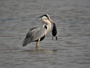 Bernat Pescaire (Ardea cinerea) y su caza 1/2