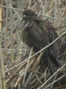 Aligot (Buteo buteo)