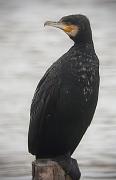 Corb Marí Gros (Phalacrocorax carbo)