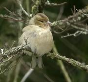 Pinsà comú femella (Fringilla coelebs)