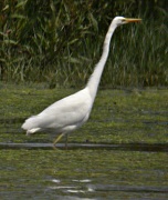 Agró Blanc (Egretta alba)