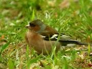 Pinsà comú mascle (Fringilla coelebs)