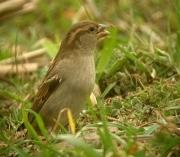 Pardal comú femella (Passer domesticus)