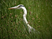 Bernat Pescaire (Ardea cinerea)