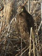 Aligot (Buteo buteo)