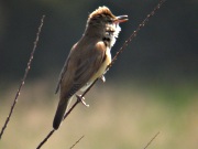 Boscarla de canyar (Acrocephalus scirpaceus)