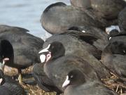 Badall de Fotja (Fulica atra)