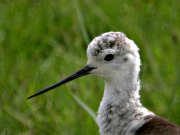 Cames Llargues (Himantopus himantopus)