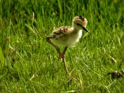 Infantil de Cames Llargues (Himantopus himantopus)