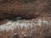 Escenes, de vida al cau, dels voltors (Gyps fulvus) 4/5