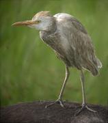 Immadur d'Esplugabous (Bubulcus ibis)