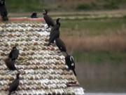 Corb Marí Gros (Phalacrocorax carbo)