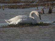 Cigne Mut (Cygnus olor)