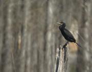 Corb Marí Gros (Phalacrocorax carbo)