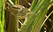 Infantil de Martinet Menut (Ixobrycus minutus)