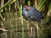 Polla Blava (Porphyrio porphyrio)