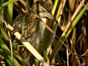 Infantil de Martinet Menut (Ixobrycus minutus)